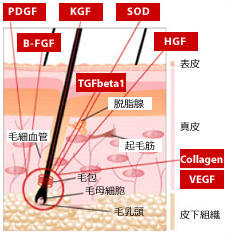 毛髪成長因子カクテルに含まれる成長因子