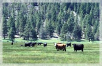 オーガニックに育てられた牛